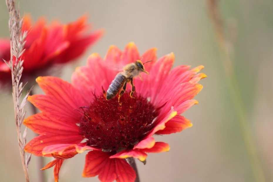 Honigbiene beim Start von einer Blume